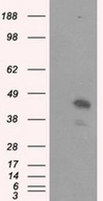 MCL1 Antibody in Western Blot (WB)