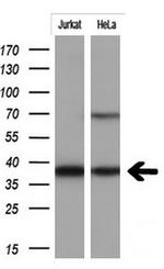 MCL1 Antibody in Western Blot (WB)