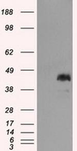 MCL1 Antibody in Western Blot (WB)