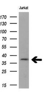 MCL1 Antibody in Western Blot (WB)