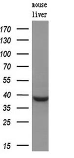 MCL1 Antibody in Western Blot (WB)