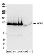 MCM2 Antibody in Western Blot (WB)