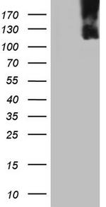 MCM2 Antibody in Western Blot (WB)