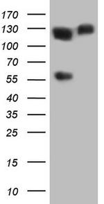 MCM2 Antibody in Western Blot (WB)