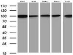 MCM2 Antibody in Western Blot (WB)