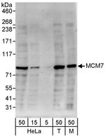 MCM7 Antibody in Western Blot (WB)