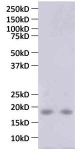 MCP-4 Monoclonal Antibody (3G4)