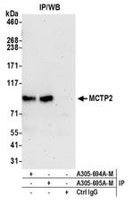 MCTP2 Polyclonal Antibody