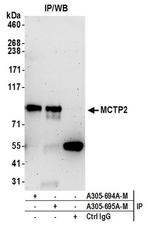MCTP2 Polyclonal Antibody