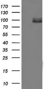 MDM2 Antibody in Western Blot (WB)
