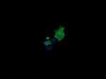 MDM4 Antibody in Immunocytochemistry (ICC/IF)
