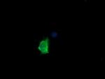 MDM4 Antibody in Immunocytochemistry (ICC/IF)