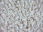 MDM4 Antibody in Immunohistochemistry (Paraffin) (IHC (P))