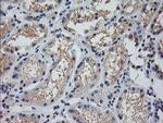 MDM4 Antibody in Immunohistochemistry (Paraffin) (IHC (P))