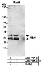 MEA1 Polyclonal Antibody