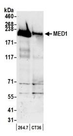 MED1 Antibody in Western Blot (WB)