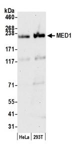 MED1 Antibody in Western Blot (WB)