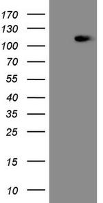 MED15 Antibody in Western Blot (WB)