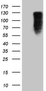 MED15 Antibody in Western Blot (WB)