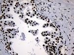 MED19 Antibody in Immunohistochemistry (Paraffin) (IHC (P))