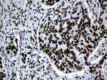 MED19 Antibody in Immunohistochemistry (Paraffin) (IHC (P))