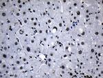 MED19 Antibody in Immunohistochemistry (Paraffin) (IHC (P))