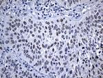 MED19 Antibody in Immunohistochemistry (Paraffin) (IHC (P))