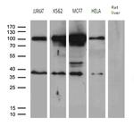 MED19 Antibody in Western Blot (WB)