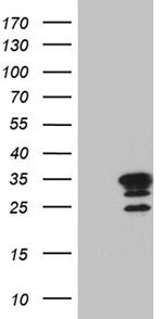 MED19 Antibody in Western Blot (WB)