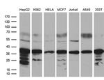 MED27 Antibody in Western Blot (WB)