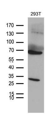 MED28 Antibody in Western Blot (WB)