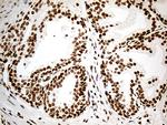 MED9 Antibody in Immunohistochemistry (Paraffin) (IHC (P))