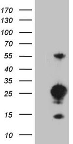 MED9 Antibody in Western Blot (WB)