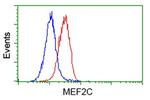 MEF2C Antibody in Flow Cytometry (Flow)