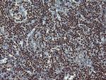 MEF2C Antibody in Immunohistochemistry (Paraffin) (IHC (P))