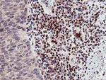 MEF2C Antibody in Immunohistochemistry (Paraffin) (IHC (P))