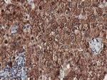 MEF2C Antibody in Immunohistochemistry (Paraffin) (IHC (P))