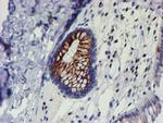 MEF2C Antibody in Immunohistochemistry (Paraffin) (IHC (P))