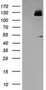 MEF2C Antibody in Western Blot (WB)