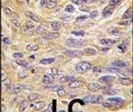 MEG2 Antibody in Immunohistochemistry (IHC)