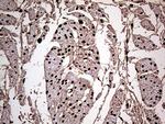 MEIS1 Antibody in Immunohistochemistry (Paraffin) (IHC (P))