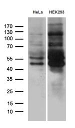 MEIS1 Antibody in Western Blot (WB)