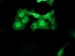 MEIS3 Antibody in Immunocytochemistry (ICC/IF)