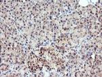 MEIS3 Antibody in Immunohistochemistry (Paraffin) (IHC (P))