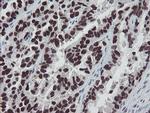 MEIS3 Antibody in Immunohistochemistry (Paraffin) (IHC (P))