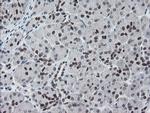 MEIS3 Antibody in Immunohistochemistry (Paraffin) (IHC (P))