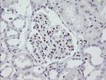 MEIS3 Antibody in Immunohistochemistry (Paraffin) (IHC (P))
