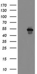 MEIS3 Antibody in Western Blot (WB)