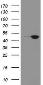 MEIS3 Antibody in Western Blot (WB)