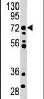 MELK Antibody in Western Blot (WB)